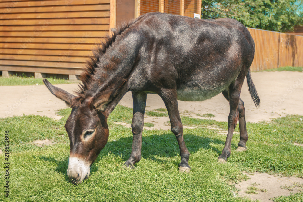 A brown donkey eats grass in the clearing, under the open sky. A brown donkey eats grass in the clearing, under the open sky.