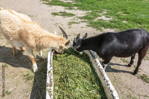 white and brown goats eat grass from the trough photo