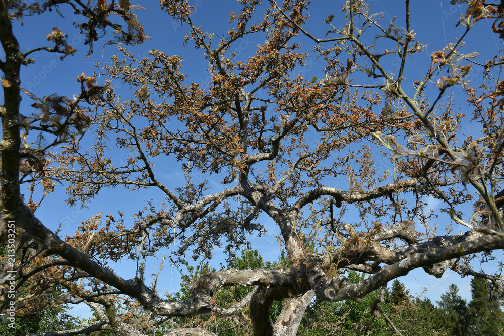 Apfel-Gespinstmotte; Yponomeuta malinellus; Apfel-Gespinstmotte; Yponomeuta malinellus;