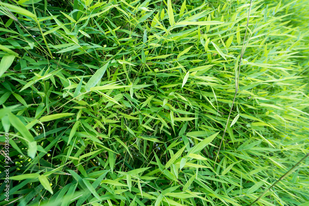 bamboo leaf background bamboo leaf background