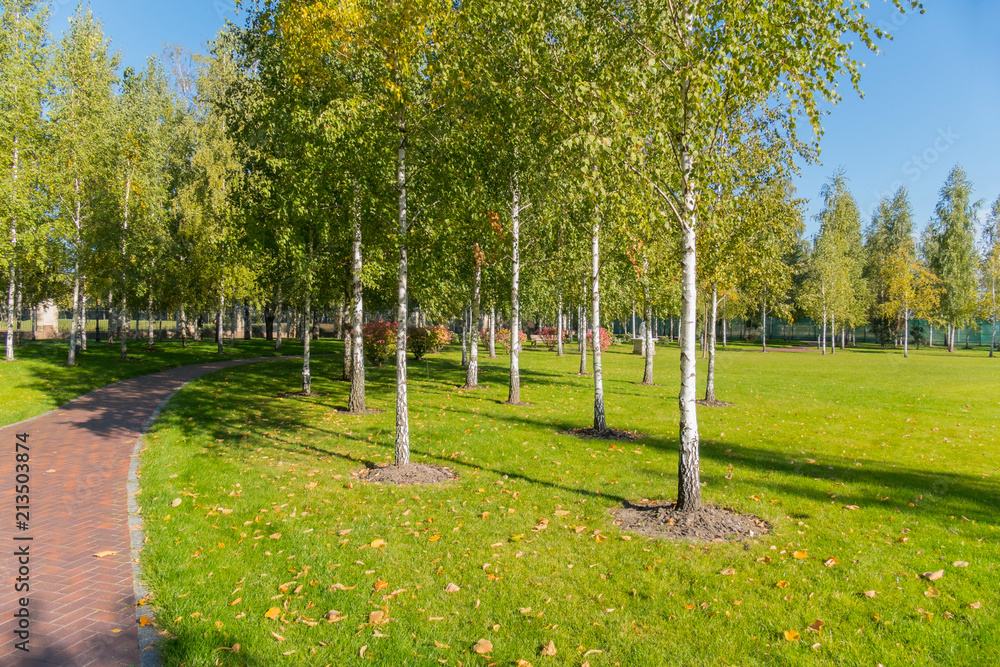 A large green park with paths lined with tiles and a lot of young birch trees