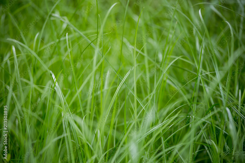 fresh grass fresh grass