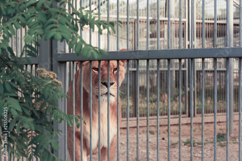 A sad lioness in the cage of the zoo. A lonely lioness is locked up.