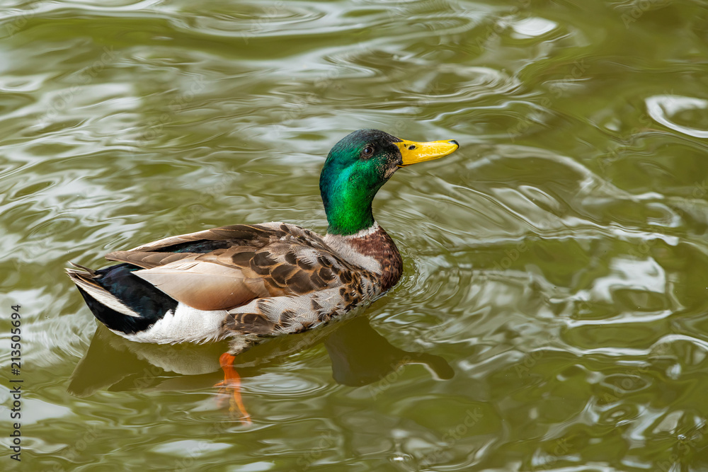 Obraz premium A colorful male mallard is swimming in a pond.