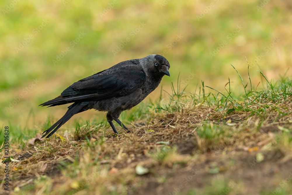Obraz premium A Western Jackdaw crow standing on the grass in a park