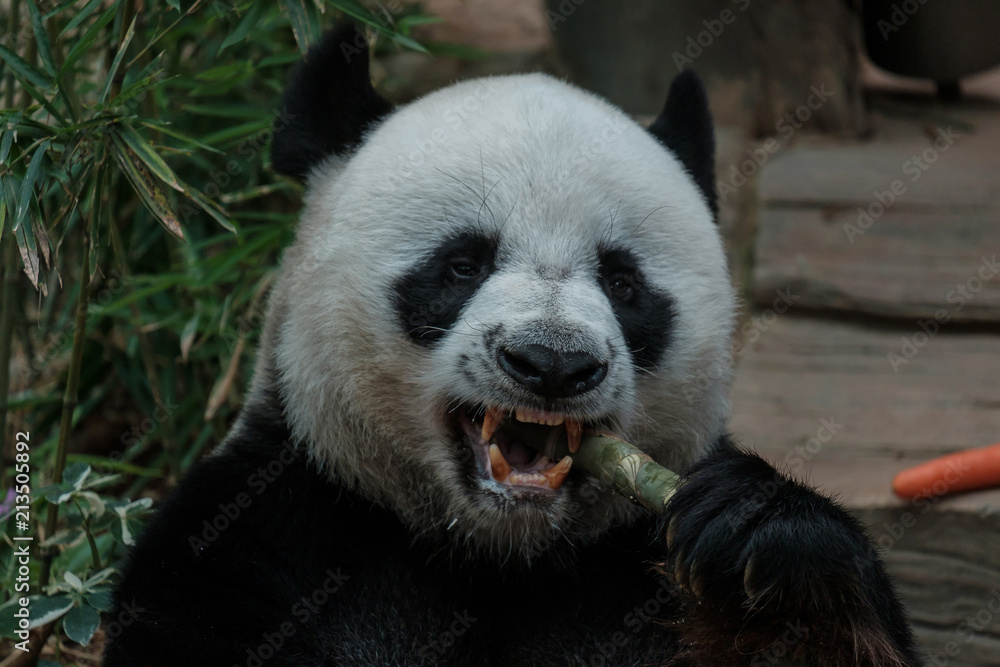 Obraz premium Panda eating cane.