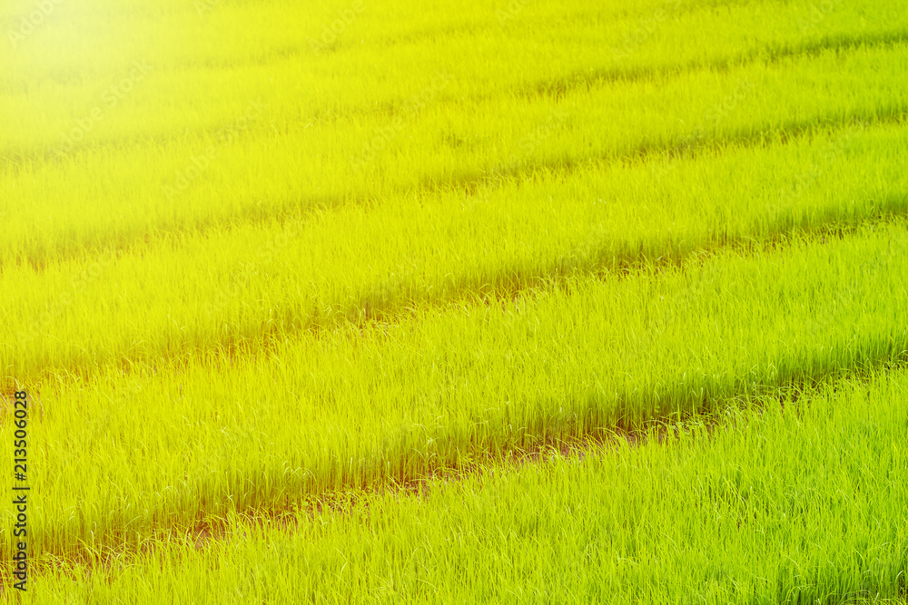 Paddy rice seedling in rice field growing. Rice paddy sapling. Paddy rice seedling in rice field growing. Rice paddy sapling.
