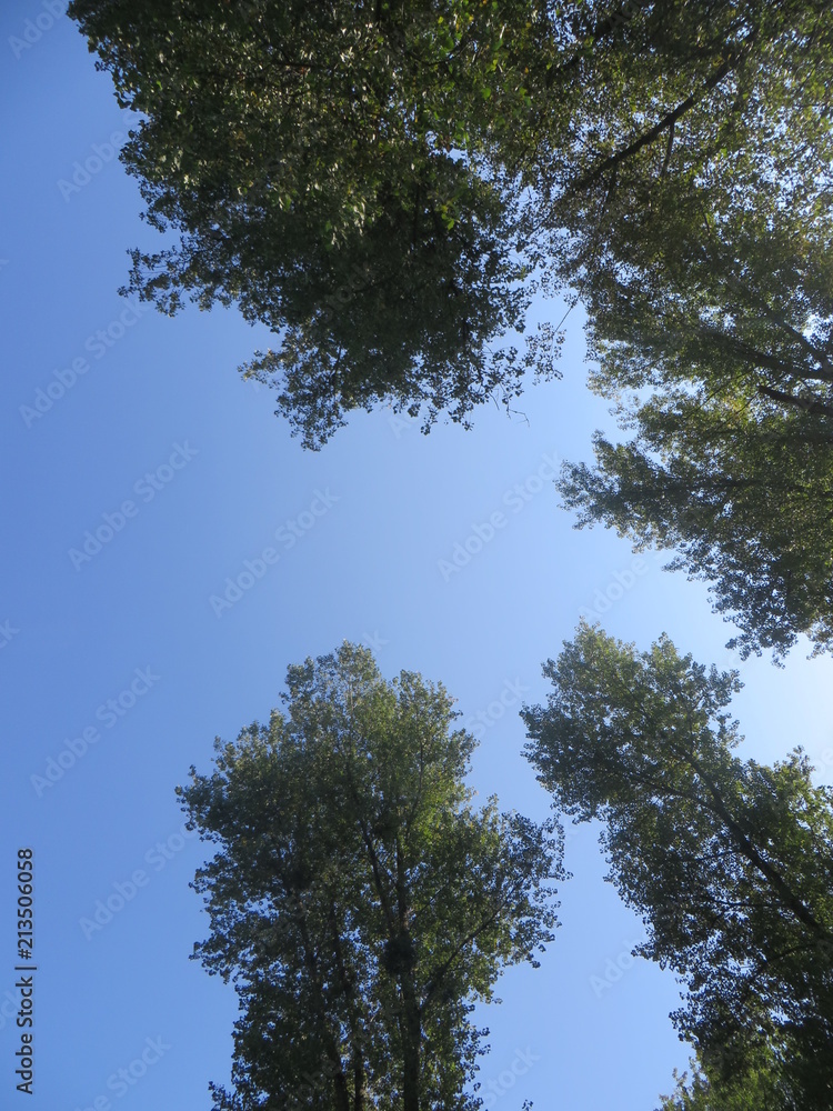 Auwald Hintergrund Auwald Hintergrund