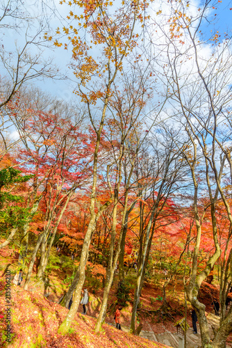 Colorful leaves in autumn season in Japan © jeafish