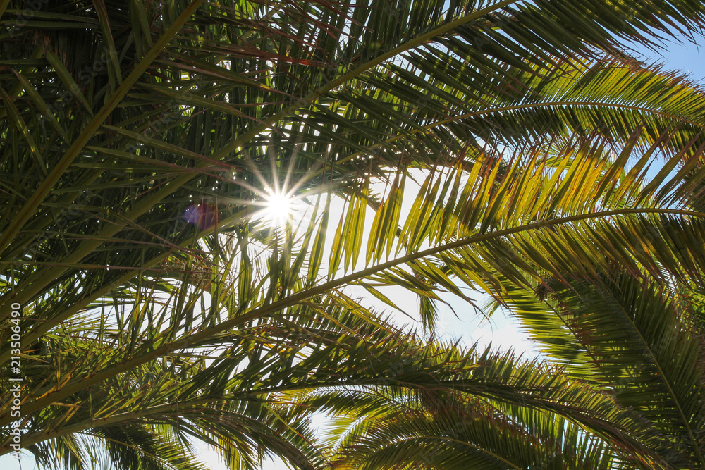 Fototapeta premium background of palm leaves and blue sky
