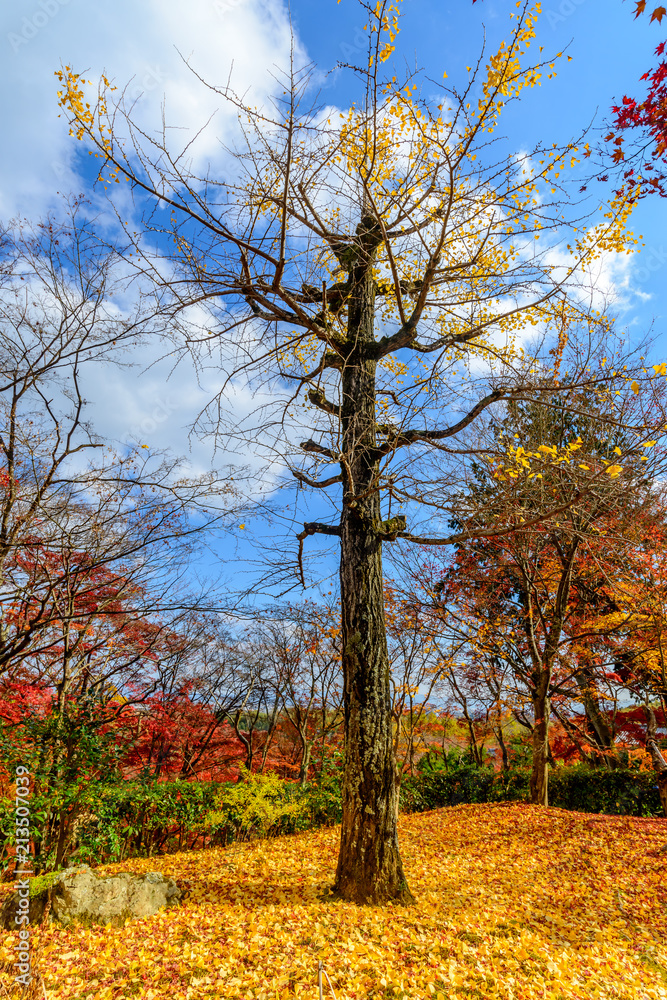 Colorful leaves in autumn season in Japan