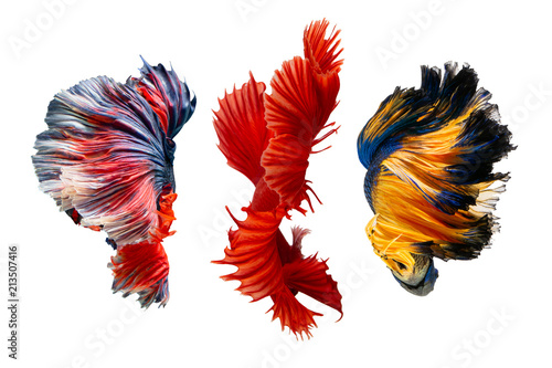 The moving moment beautiful of siamese betta fish in thailand on isolated white background. 