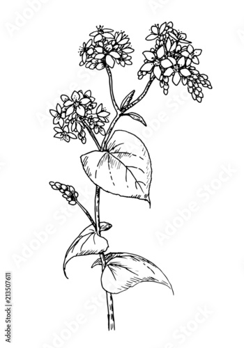 Drawing of common buckwheat - hand sketch of cultivated crops plant, honey flower fagopyrum esculentum photo