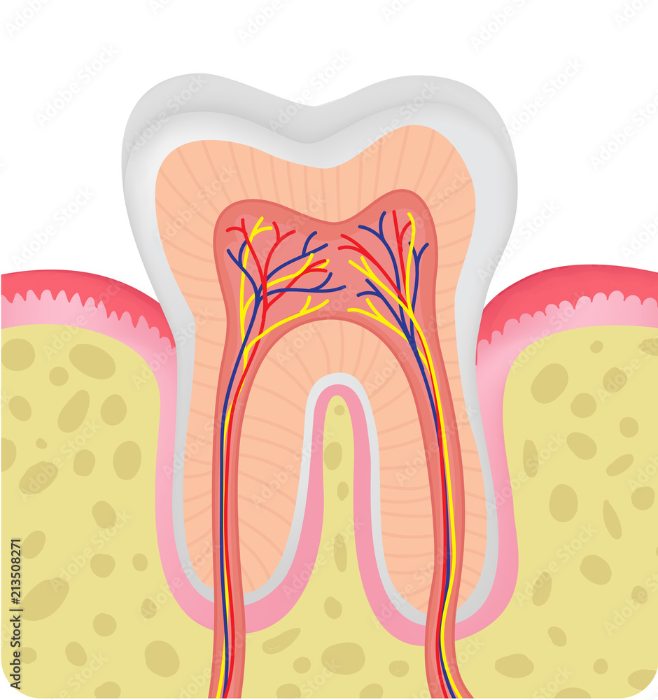 Anatomy of human teeth