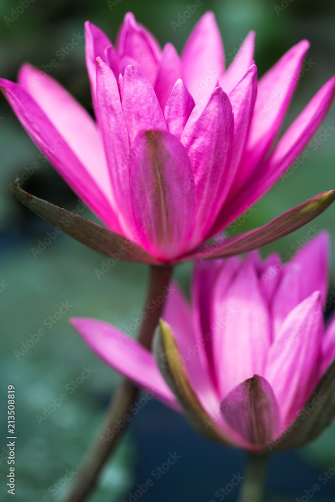 Two pink lotus at sunny day close-up.