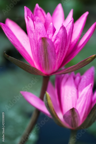 Two pink lotus at sunny day close-up.