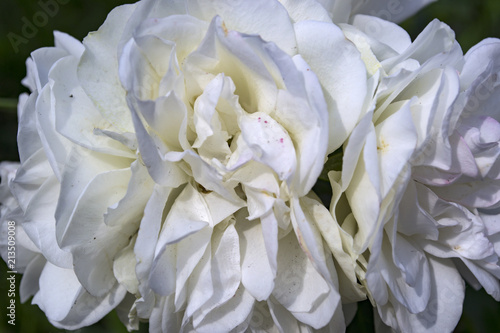 White roses background.