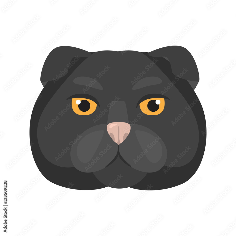 Scottish breed cat muzzle color vector icon