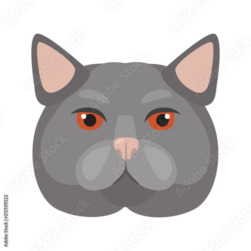 British cat muzzle color vector flat icon