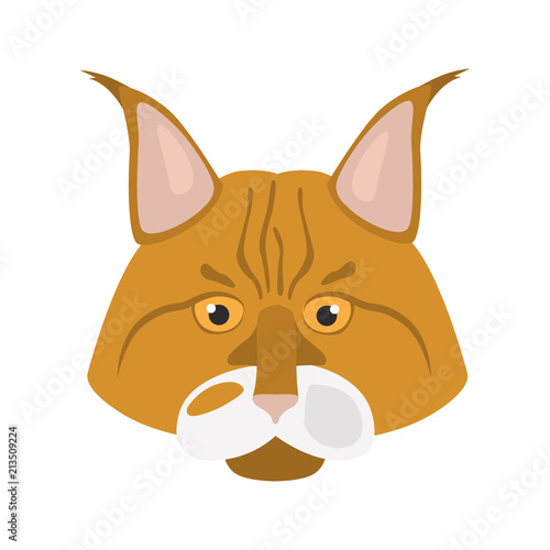 Maine Coon cat breed muzzle color vector icon