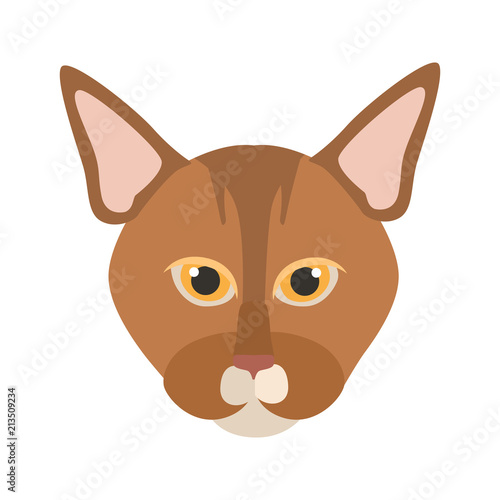 Abyssinian breed cat muzzle color vector icon