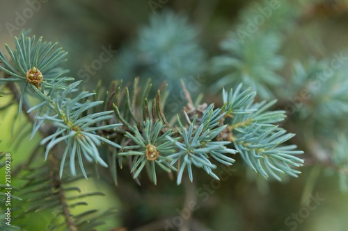 wilderness. branch fir macro. a sprig of pine needles. background texture nature
