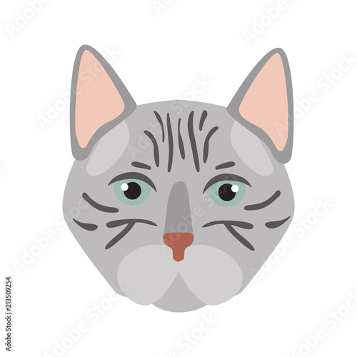 American short-haired breed cat muzzle color vector icon