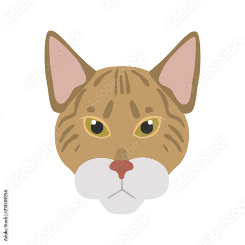 Savannah breed cat muzzle color vector icon