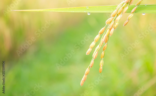 rice field in north Thailand, nature food landscape background. photo