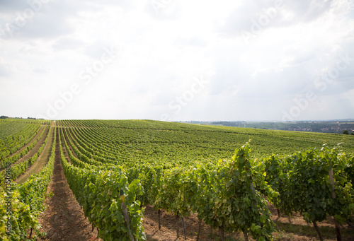 Obraz na płótnie Vineyards of Rhine Hesse w salonie