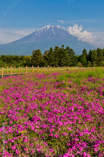 Fototapeta Naklejka Na Ścianę i Meble -  Shibazakura flower field with Mount Fuji san in the background in  Fuji Shibazakura Festival.