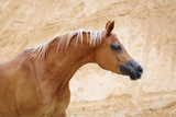 Portrait of a chestnut arabian horse on sandy desert background
