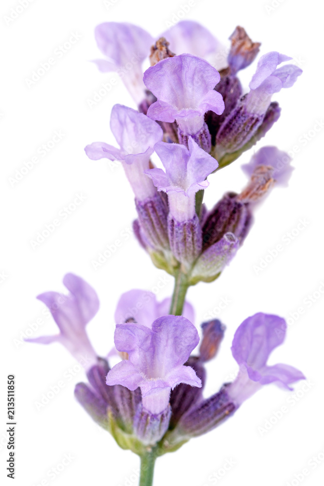 Naklejka premium Flowering plant lavender on white