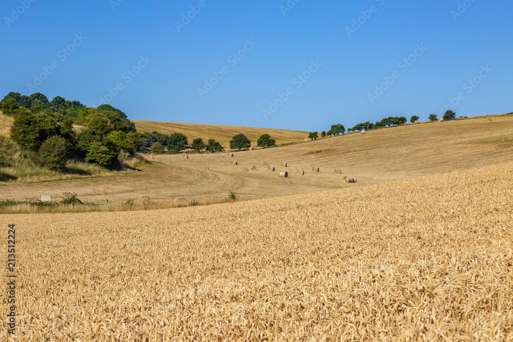 Hay bales in the Sussex countryside, on a sunny summer's morning