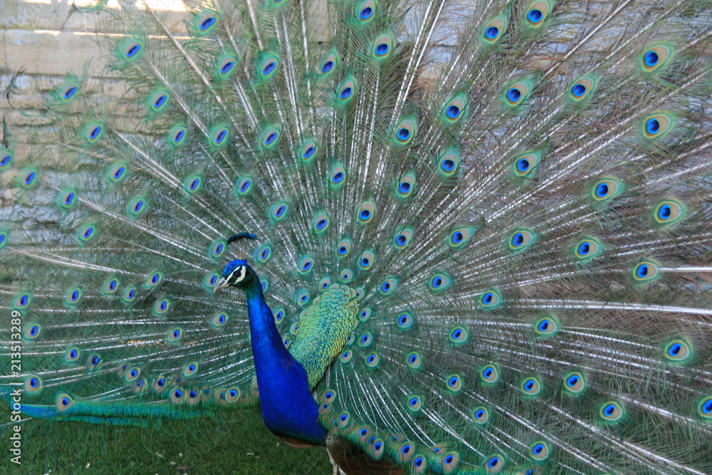 Naklejka premium Displayed Tailfeathers 2