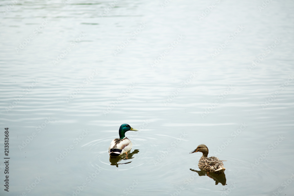 Duck and drake floating on water surface in natural environment or in park Duck and drake floating on water surface in natural environment or in park