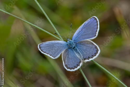 Silver-studded Blue Butterfly (Plebejus argus) perching on a blade of grass