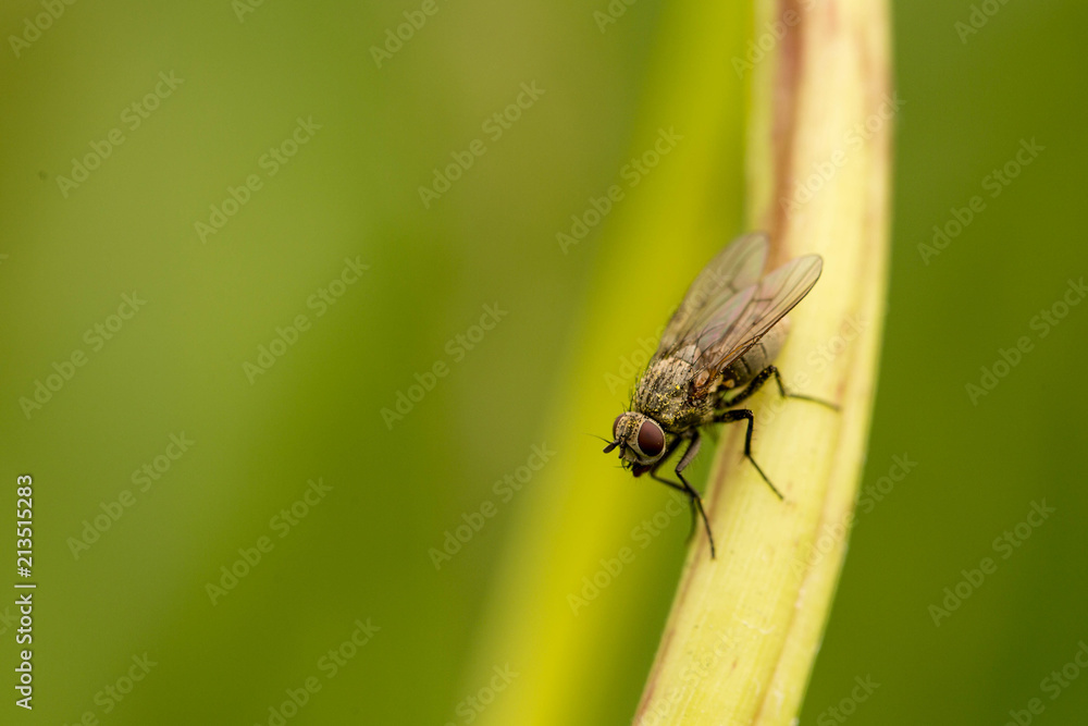Fly on grass, green background Fly on grass, green background
