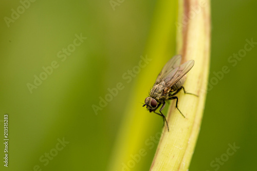 Fly on grass, green background