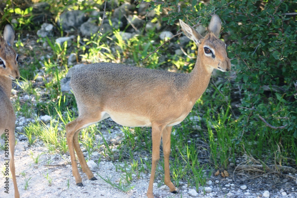 Obraz premium DIK-dik 1