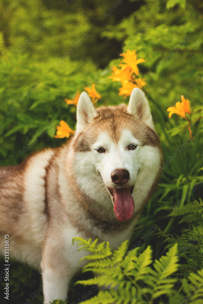 Portrait of serious beige dog breed siberian husky with tonque hanging out sitting in green grass and orange wild lilies