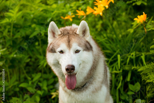 Portrait of serious beige dog breed siberian husky with tonque hanging out sitting in green grass and orange wild lilies