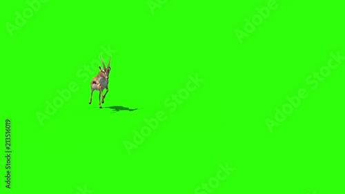 Gazelle Savannah Walks Front Green Screen 3D Rendering Animation photo