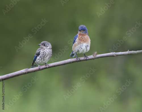 Eastern Bluebird Male with Fledgling