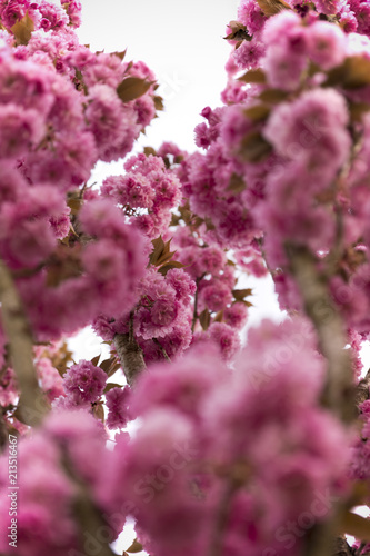 Kirschbaumblüten