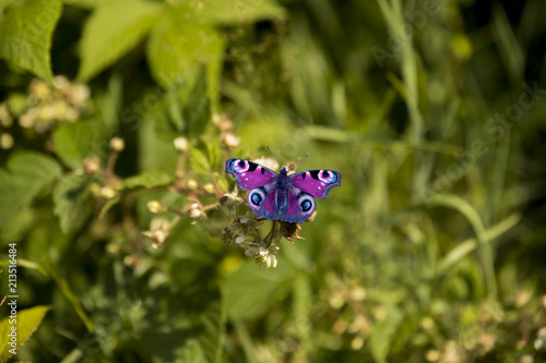 Schmetterling