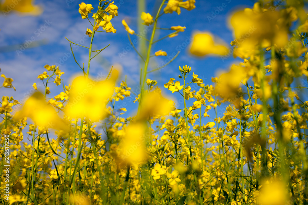 Obraz premium Canola