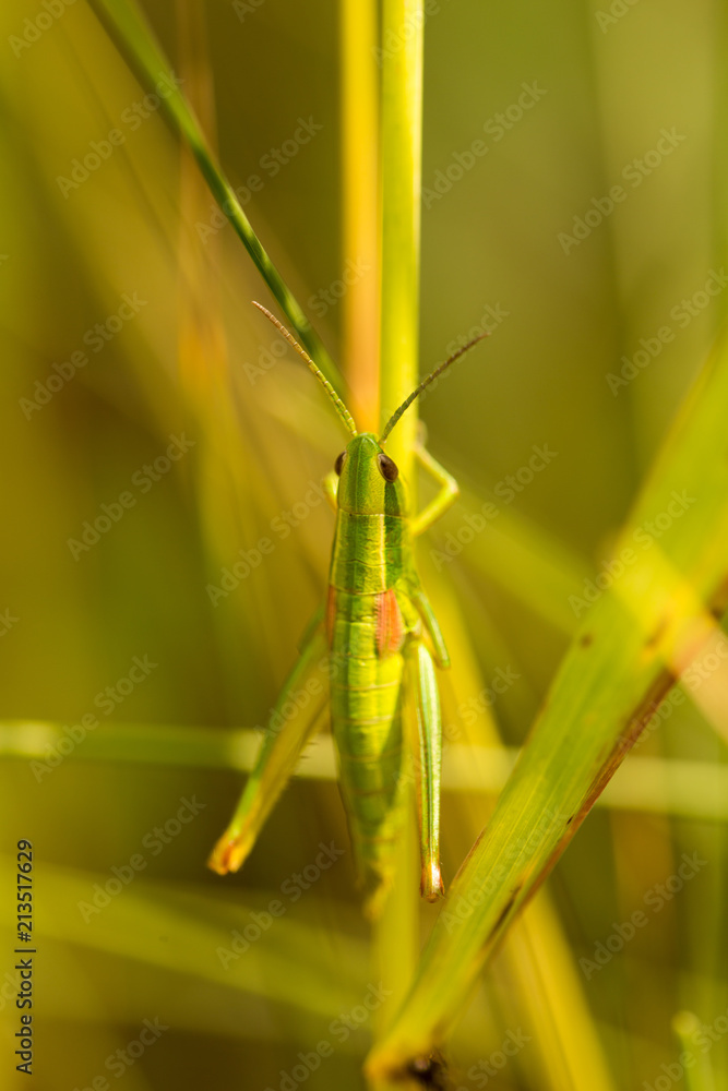 Meadow grasshopper, grasshopper