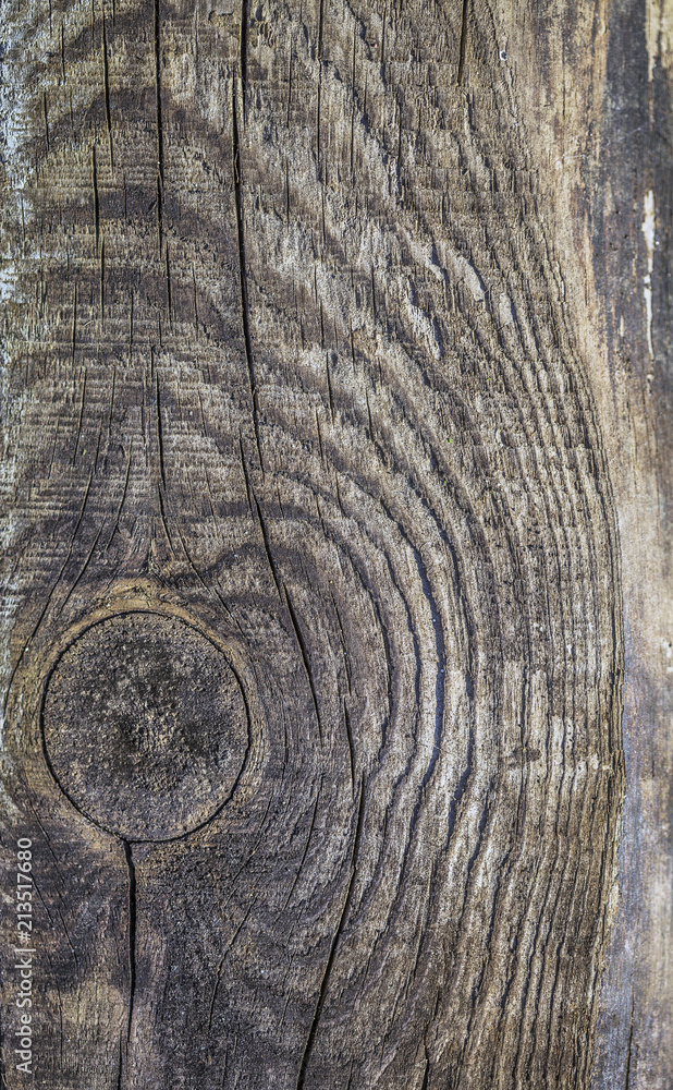 Fototapeta premium texture tree