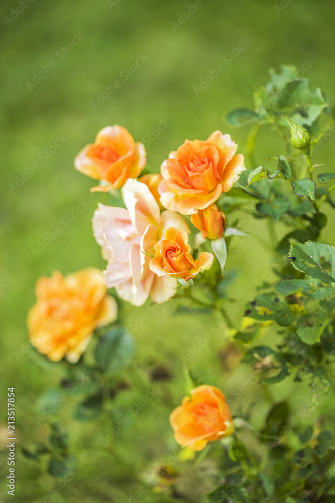 flower flower
